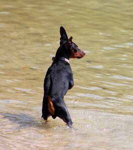 Pet pinscher dog photo