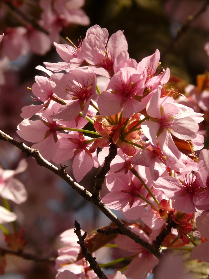 Tree japanese cherry japanese flowering cherry