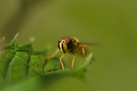 Close up macro plant photo