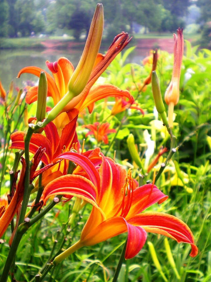 Flower nature