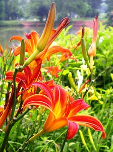Flower nature
