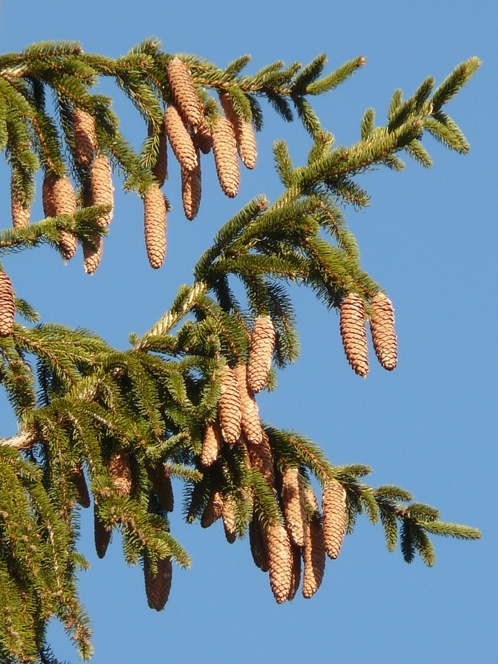 Conifer common spruce picea abies