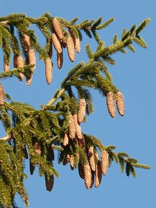 Conifer common spruce picea abies