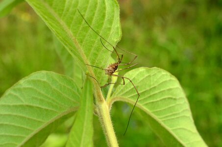 Long legs summer leaves photo