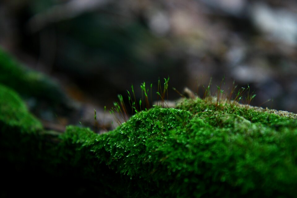 Mountain wood landscape