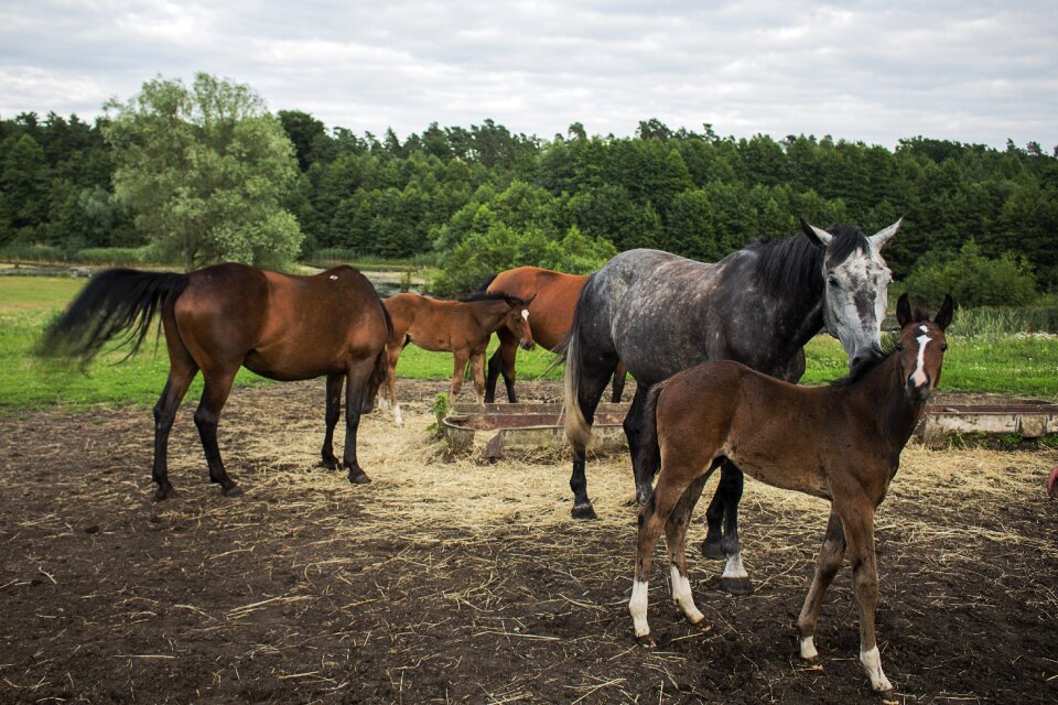 Horses herd summer