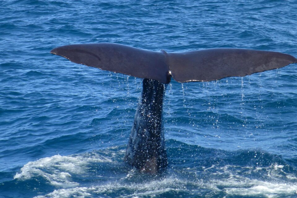 Mammal ocean sea