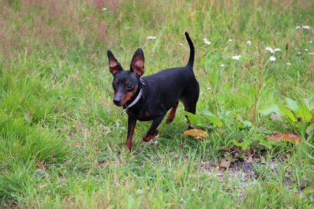 Dog pet small dog
