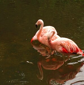 Pink zoo mirroring