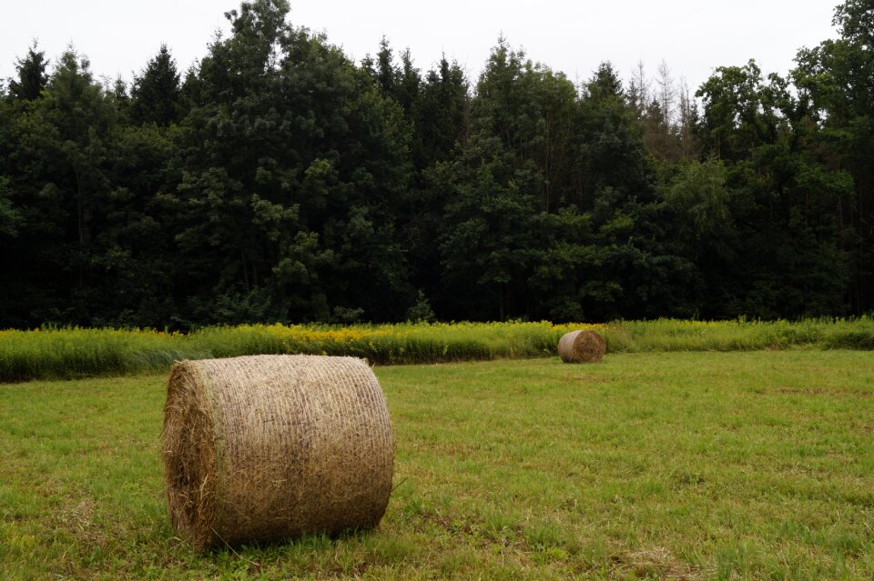 Agriculture summer rural landscape