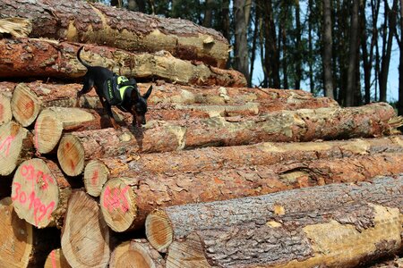 Dog small dog climb