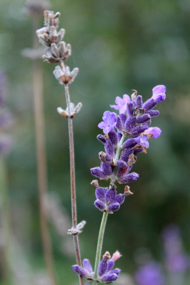 Purple close up lavender photo