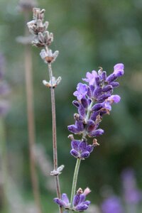 Purple close up lavender photo