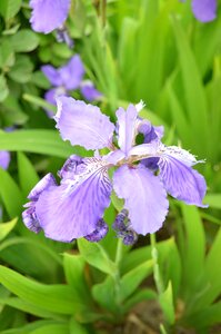 Blue and purple flowers plant