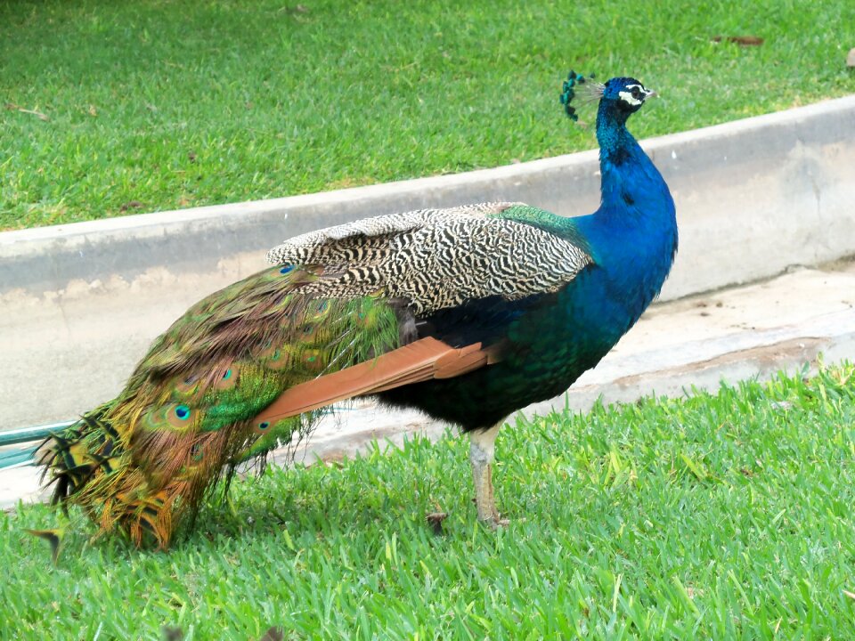 Animal ave peacock
