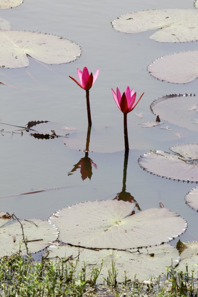 Pond blossom plant