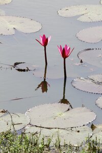 Pond blossom plant