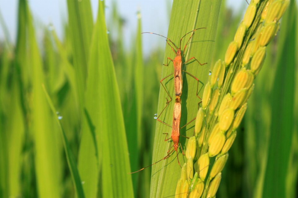 Field plant indonesian