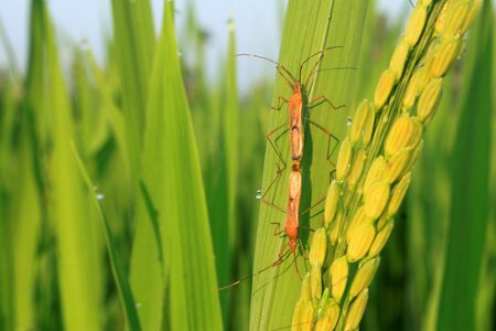 Field plant indonesian