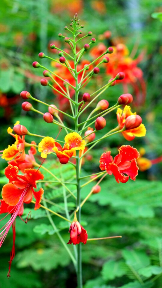 Red plant material