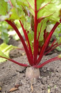 Vegetable harvest plant