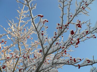Hawthorn tree branch photo