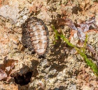 West indian fuzzy chiton fauna animal