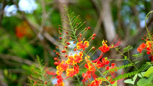 Plant material peacock flower