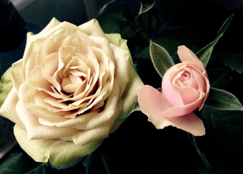 Blossom bloom rose blooms