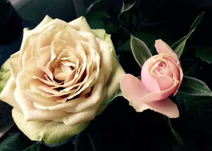 Blossom bloom rose blooms