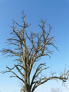 Arid aesthetic die off