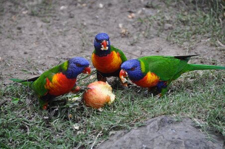 Colorful animal world bird