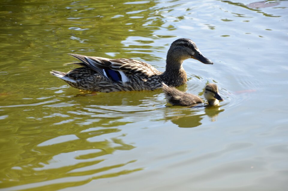 Bill water bird waterfowl