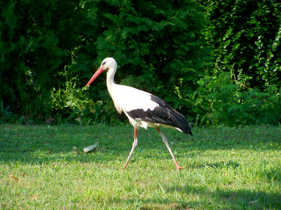 White stork bird summer