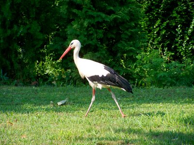 White stork bird summer