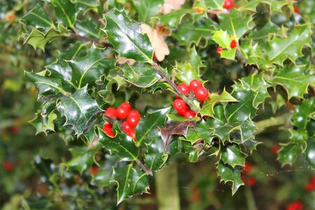 Ilex holly evergreen