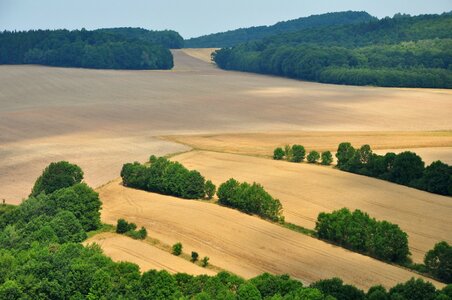 Corn tree nature