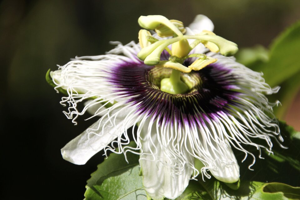 Blossom bloom plant