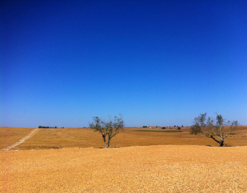 Portugal field olive tree