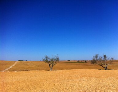 Portugal field olive tree photo