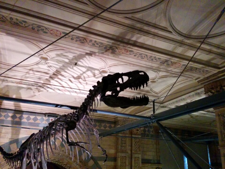 Natural history museum brown dinosaur