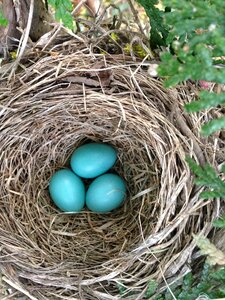 Nature robin egg