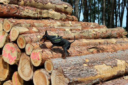 Dog small dog climb photo