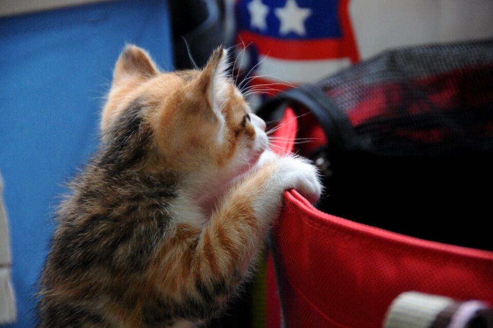 Lively curious kitten