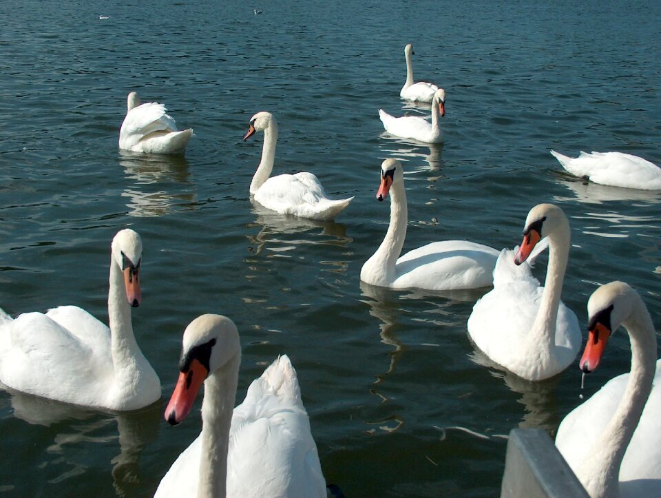 Wild birds nature water