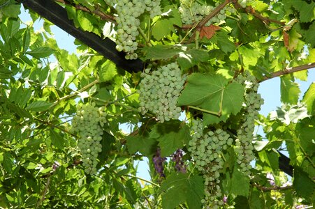 Nature green grapes