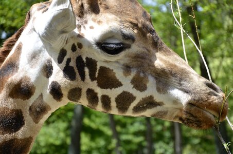 Animal mammal africa