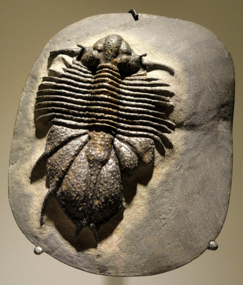 Extinct fauna natural