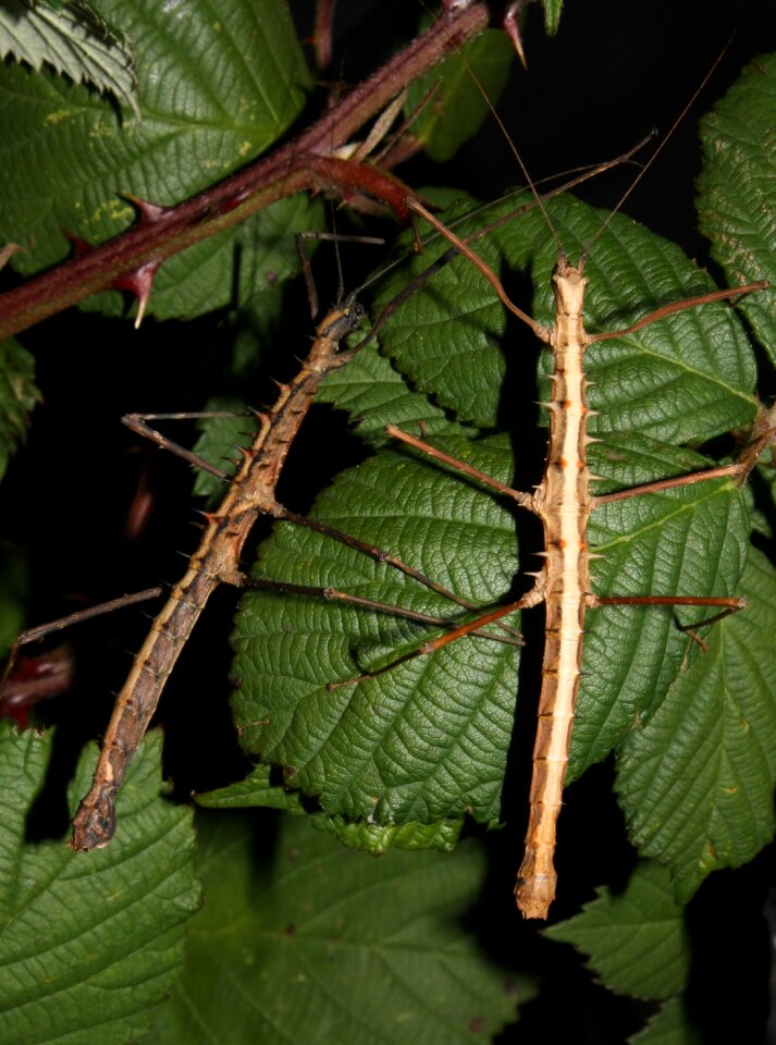 Walking stick ghost insect bug
