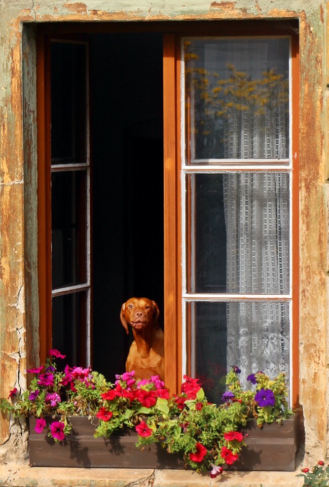 Old old dog window